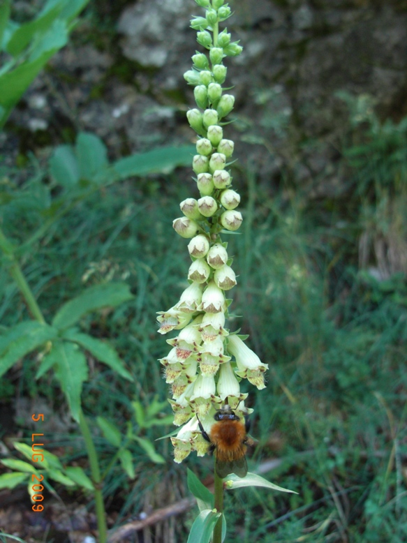 Digitalis micrantha